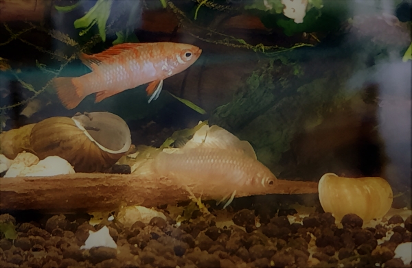 Scharlachroter Zwergblaubarsch, dario dario (scarlet), nur Weibchen